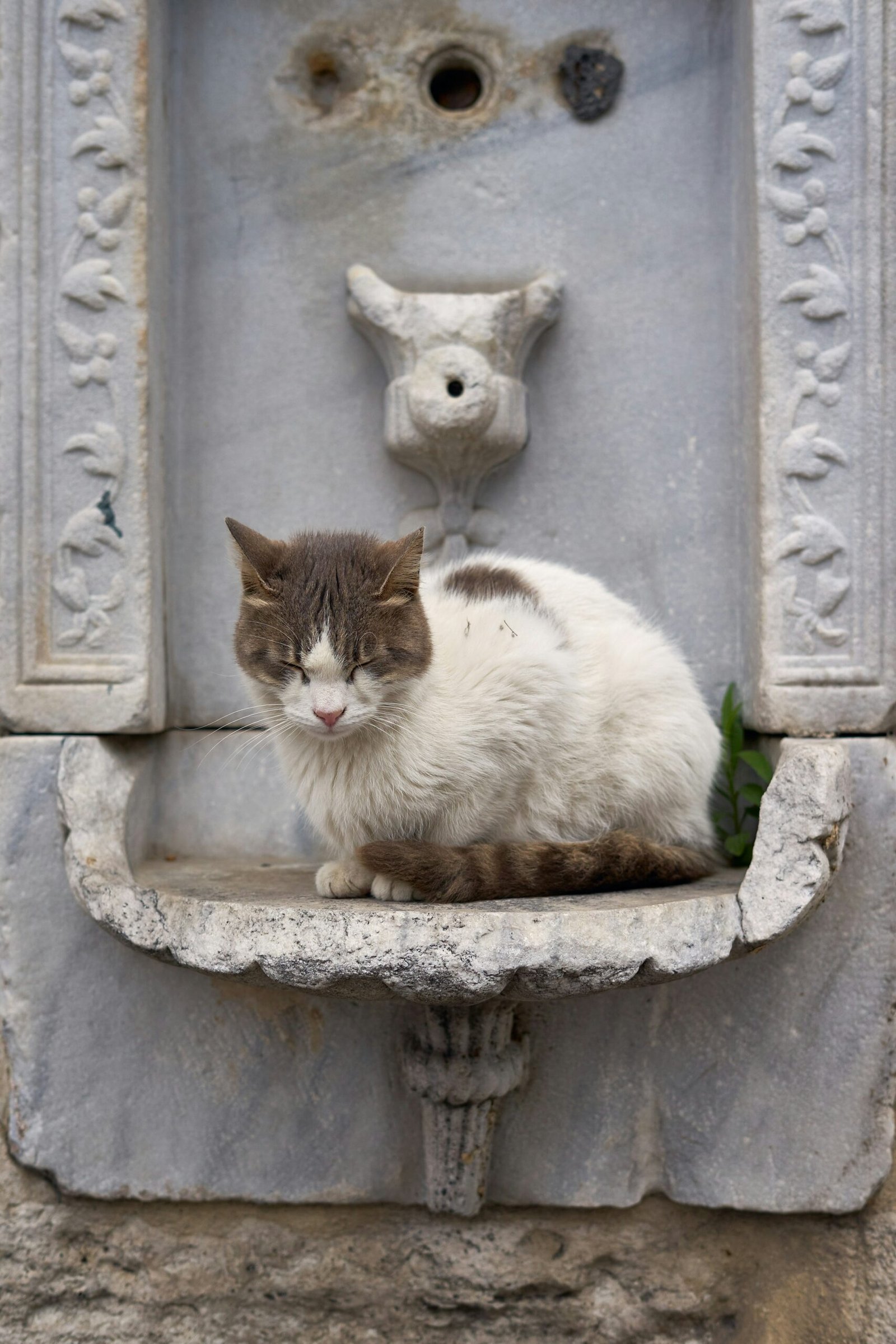 A cat sitting on a ledge in front of a fountain