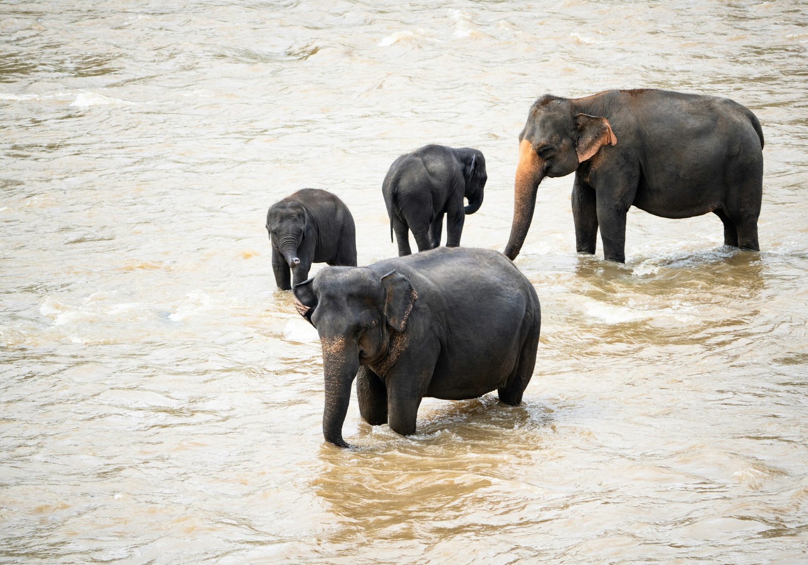 a herd of elephants walking across a river